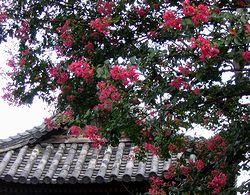 �@�����̂��邷�ׂ�̖�