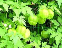 �܂��Ō�������