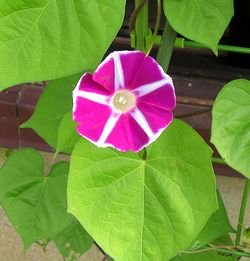 ���������̉�