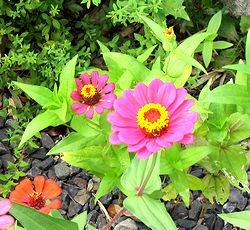 �܂��Ō�������