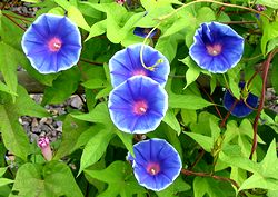 ���������̉�