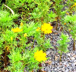 �܂��Ō�������