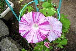 ��̂��������̉�