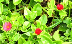 �܂��Ō�������