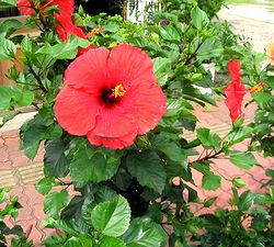 �܂��Ō�������