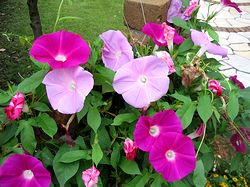 ���������̉�