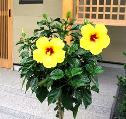 �܂��Ō�������