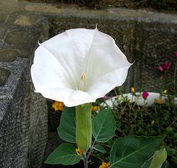 �܂��Ō�������