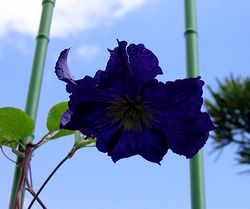 �܂��Ō�������