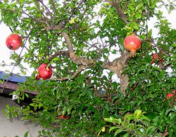 �܂��Ō������U�N���̖�