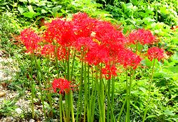 �ފ݂�҂����ɖ��J�ɂȂ����ފ݉�