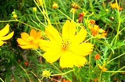 �܂��Ō�������