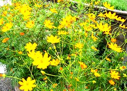 �܂��Ō�������