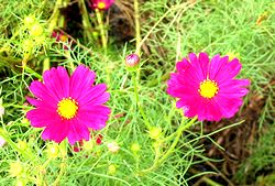 �R�X���X�̉�