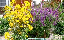 �܂��Ō�������