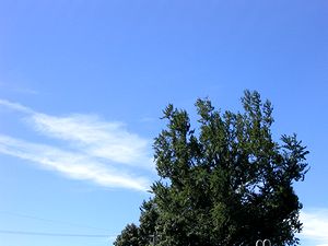 �䕗��߁@�H����̋�ƃC�`���E�̖�