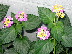 �܂��Ō�������