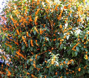 �L�����N�Z�C