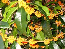 �L�����N�Z�C�̉�