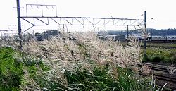 �i�q�T�R�w���̐��H�����̂�����