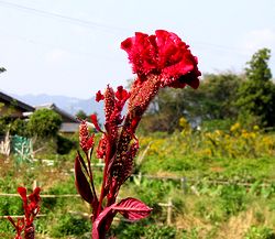 �P�C�g�E�̉�