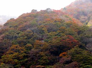 �ɐ��R�̍g�t