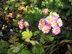 �܂��Ō�������