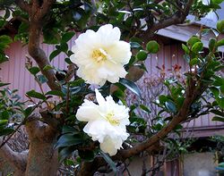 �T�U���J�̉�