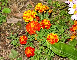 �܂��Ō�������