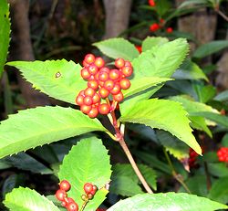 �܂��Ō�������