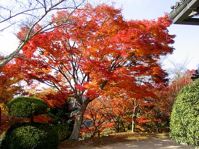 ���؍⓹��̂��݂�