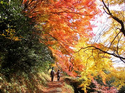 ���݂��̃g���l��