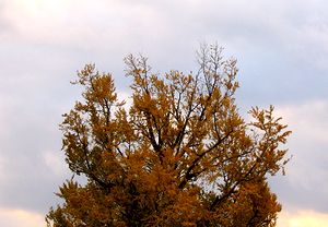 ��������g�t�����C�`���E�̖؁i�@�p���j