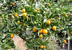 ���F���F�Â������񂩂�̎�