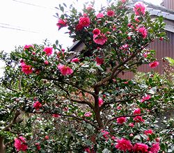 ��ɍ炭�T�U���J�̉�