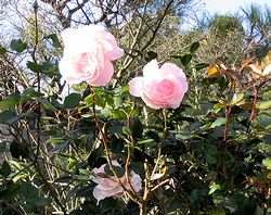 �܂��Ō������o���̉�