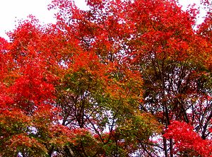 ������ɂ���~�ގ��̃��~�W