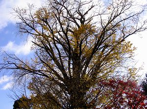 �t�����Ȃ��Ȃ����C�`���E�̖؁i�@�p���j