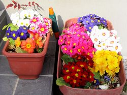 �܂��Ō�������