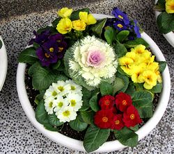 �܂��Ō���������