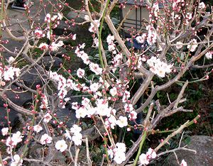 ����ȂƂ���ŏt�̖K�ꂪ�E�E�E