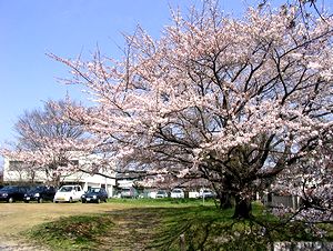 ���̉Ԃ̊J�Ԃ��N�X�����Ȃ��Ă���̂��C�ɂȂ�܂�