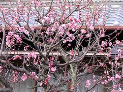 �~�̉Ԃ��炫�o����