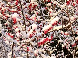 �Ԃ��Ԃ̍炭�؂ɐς�������i�����j