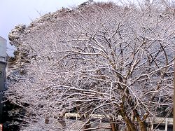 ���̖؂ɐ�̉Ԃ��E�E�E�i�����j