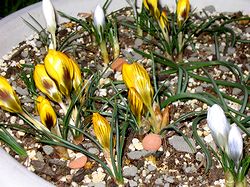 ��̉Ԃ�����o���n�߂܂���