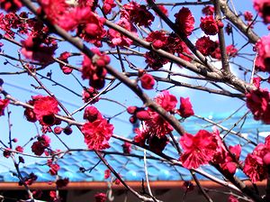 �t�߂������������Ă���܂�