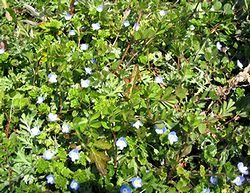 ���̓�����y��ɍ炭��