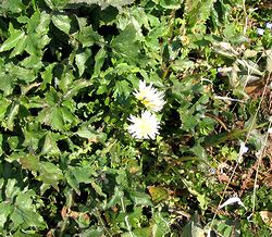 ���̓�����y��ɍ炭����ۂ�