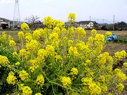 �t�̉Ԃ��炫�n�߂܂���